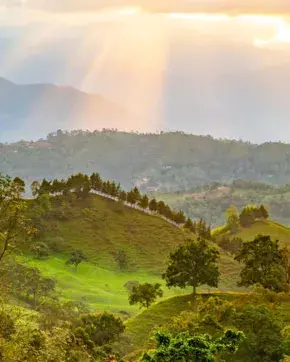 Campo verde amanecer