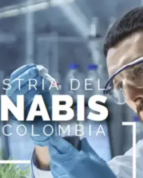 cannabis colombia