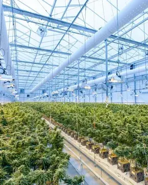 Usos industriales del cannabis y cañamo