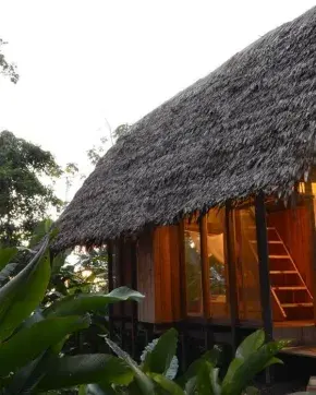 Caballa en medio del bosque