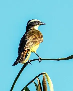 Ave parada en un árbol