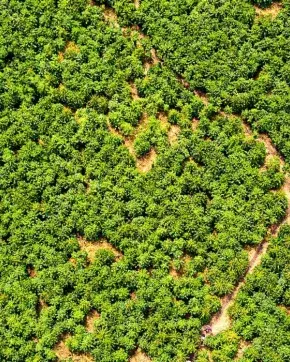 Fotografía cenital de Bosque Colombiano