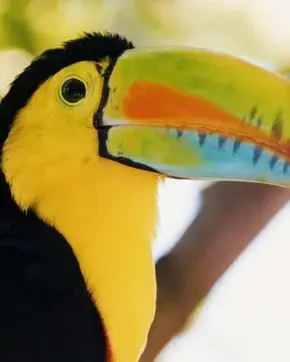 Tucán Colombiano