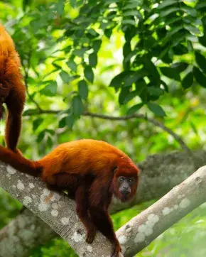 Dos monos rojos en un árbol