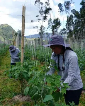 Cultivo de uchuva en Colombia