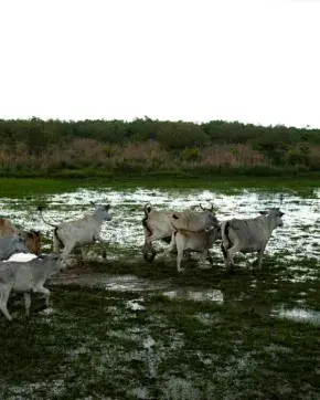 Foto panorámica de ganado en paisaje Colombiano
