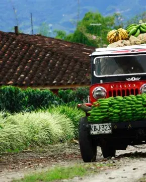 Auto marca VILLYN cargando platano