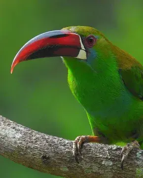 Photo credit: Courtesy of Manakin Nature Tours.