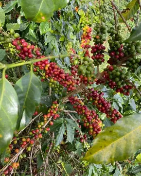 Café de origen colombiano