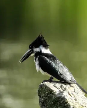 Con más de 1.500 especies registradas, Colombia reafirma su liderazgo en el Global Big Day