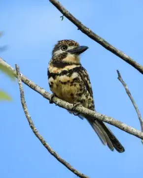 Ave en rama con cielo azul