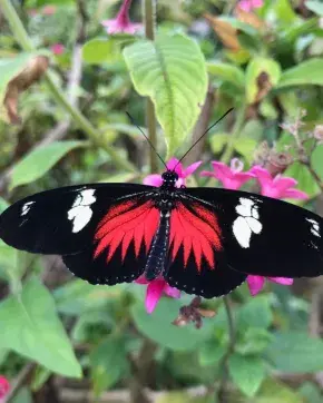 Caso de Éxito Alas de Colombia