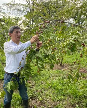 Edgar Montenegro cosechando el fruto de un arbol de açaí.