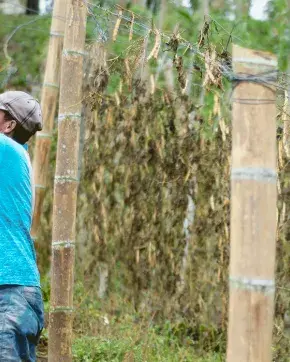 Colombian farmer
