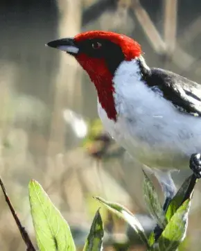 Ave parada en un árbol
