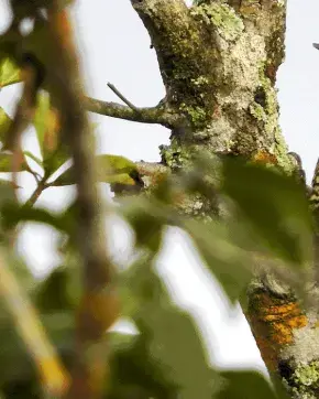 Fotografía de ave en árbol