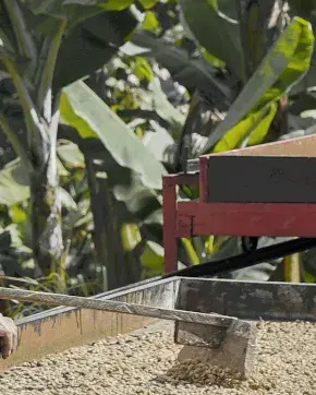 Agricultor Colombiano