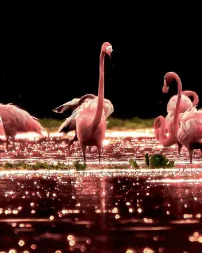 Flamingos