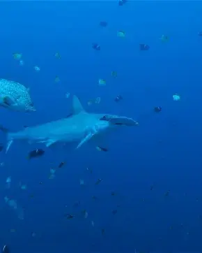 Tiburón martillo y peces