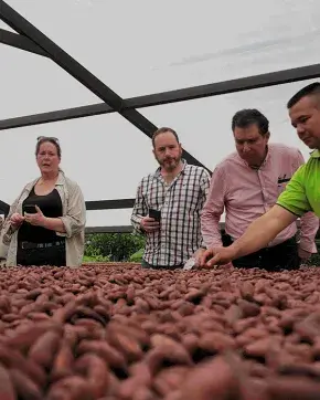 Agricultores de cacao en Caquetá