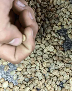 Manos seleccionando granos de café