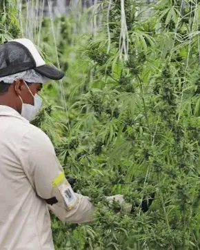 Hombre cultivando cannabis medicinal
