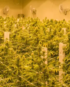 Cultivo en invernadero de Cannabis medicinal