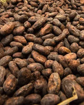 Granos de cacao en canasta