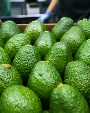 Aguacates Hass Colombianos