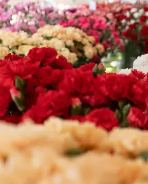 Flores de varios colores para exportar