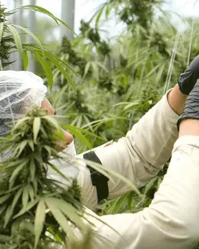 Trabajador de cannabis medicinal