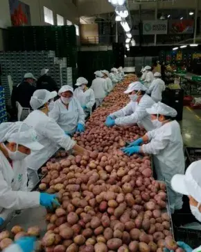 Fabrica de exportación de papa