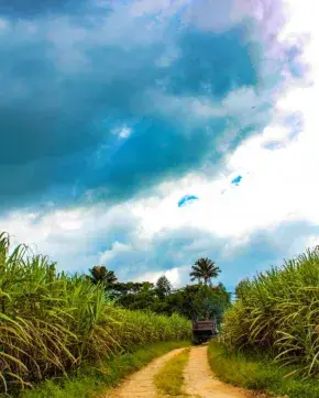 Sendero en medio de cultivos
