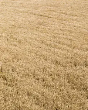 Tractor en medio de campo Colombiano