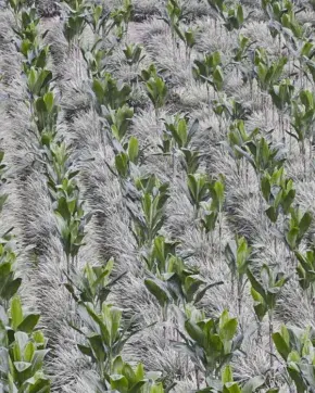 Foto panorámica de cultivos Colombianos