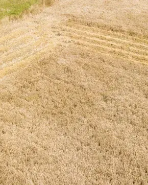 Maquina para uso Agrícola en cultivos