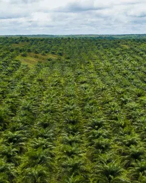 Foto panorámica de cultivos Colombianos