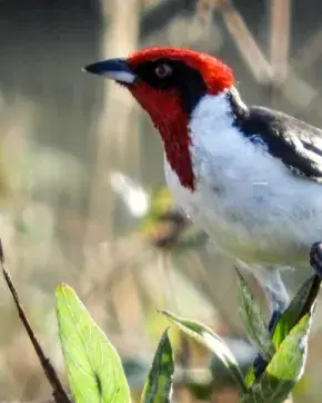 Ave parada en un árbol
