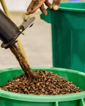 Fábrica sirviendo Café tostado