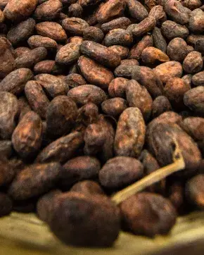 Semillas de Cacao