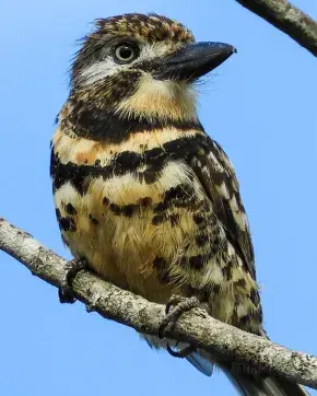 Ave encima de una rama