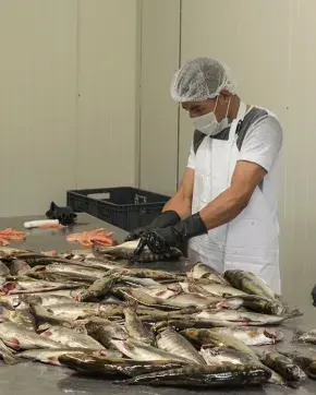 Cuatro trabajadores en pescadería