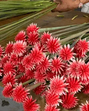 Flores exóticas de Puerto Inírida