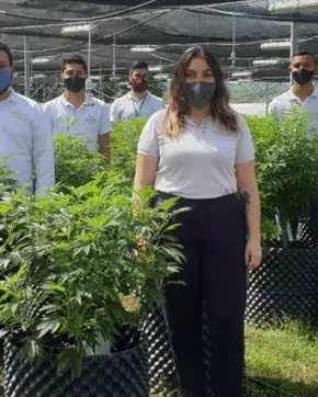 Equipo de rueda de Negocios de cannabis medicinal