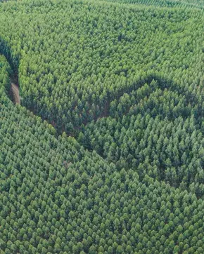 Fotografía panorámica de bosques en montañas