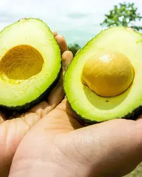 Aguacate