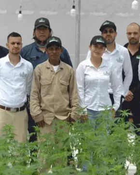 Equipo del Valle del Cauca que exportara cannabis