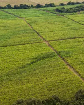 Farms of Valle del Cauca