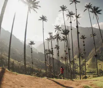 cocora