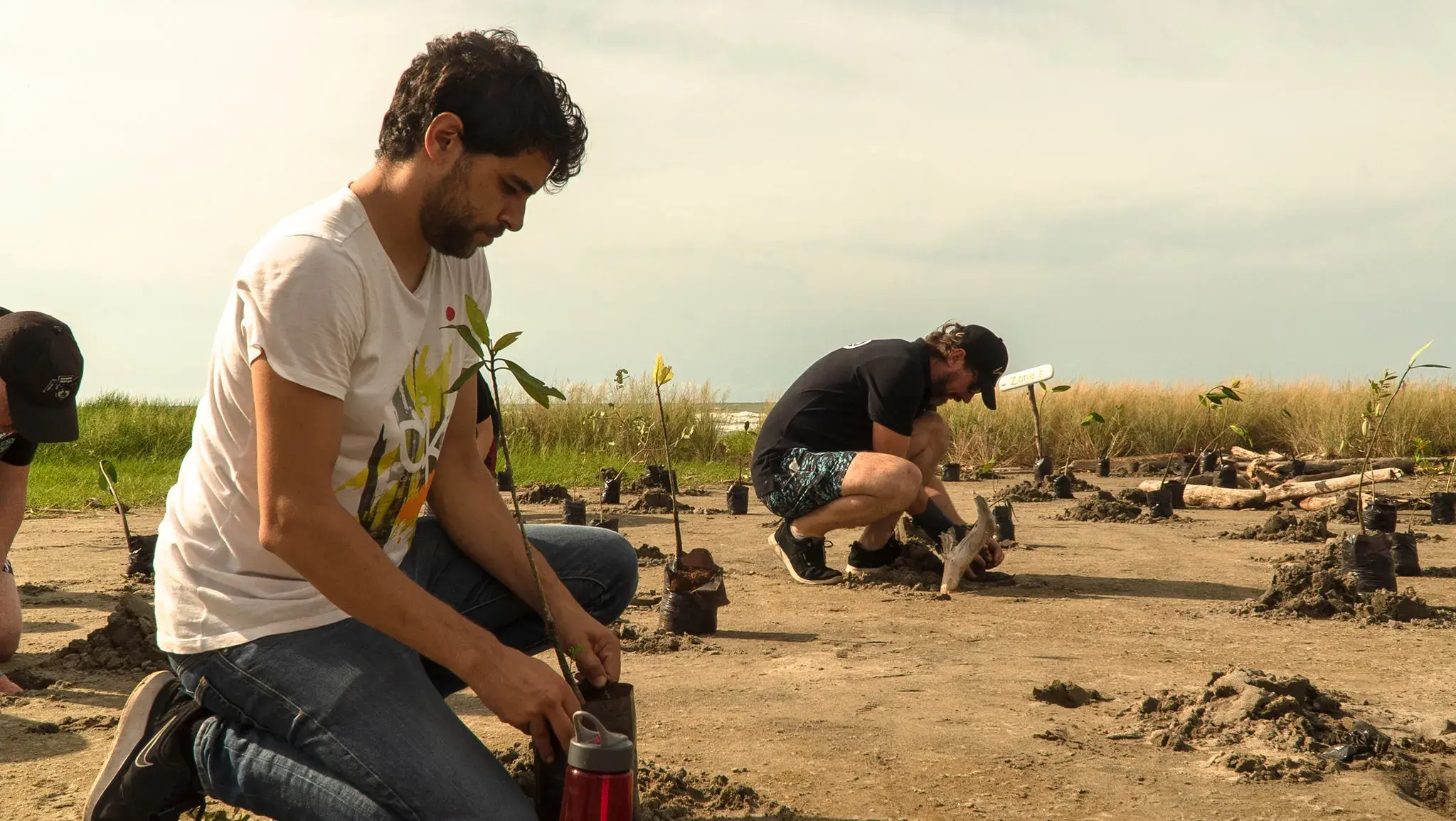 Personas plantando arboles